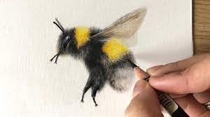 A series of flower drawings created for the 2019 inktober challenge! Drawing Bumblebees In Coloured Pencil Bee Kind Youtube