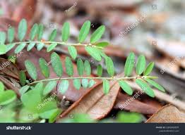 Image result for Phyllanthus virgulatus