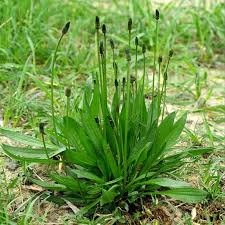 Image result for Plantago