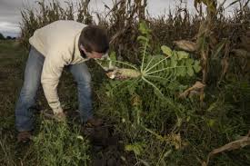 See long range weather forecasts for the next 60 days for the upper midwest region. Farmers Face Economic Barriers To Sustainable Farming Amid Climate Change Reports The Daily Iowan