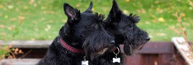 Image result for scottish terrier