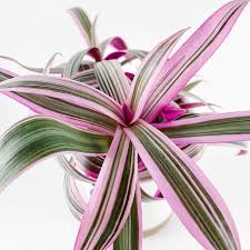 Quality customer service · premium wholesale flowers 14 Pink Indoor House Plants For Valentine S Day Gifts Jaydee Mahs House Plants Indoor Plants With Pink Flowers Pink Leaf Plant