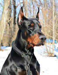 A Doberman Pinscher Sitting on Snow · Free Stock Photo