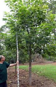 Image result for Brachychiton discolor