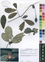 Image result for Monodora minor