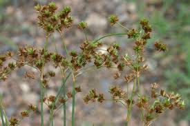 Image result for Juncus exsertus