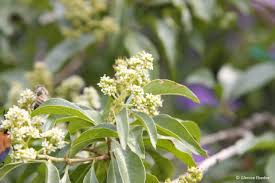 Image result for Heteropyxidaceae