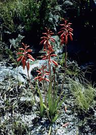 Image result for Aloe wildii