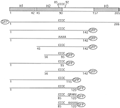 Матч cm vs tbc на mesa pro 2021. Snap 25 Is Targeted To The Plasma Membrane Through A Novel Membrane Binding Domain Journal Of Biological Chemistry