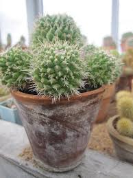 How do i divide an overgrown mammillaria cactus? Mammillaria Plant Care Tips The Ultimate Guide