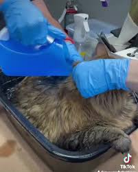 We also offer great spa package upgrades to pamper your pets. The Pampered Pet Grooming Spa Tracy Posts Facebook