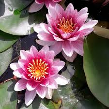 Image result for Nymphaea divaricata