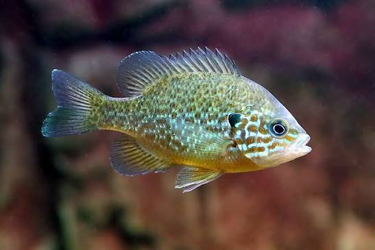 Pumpkinseed Sunfish | San Diego Zoo Animals & Plants