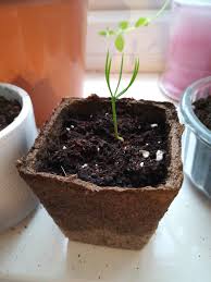 Realizing what stage your tree is in before making rash decisions will help you receive a more long term satisfaction as opposed to the few days of glee before you kill your tree. What Are My Next Steps For My Mountain Pine Seedling Bonsai