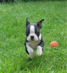 Boston terrier puppies will go through five stages of puppyhood from birth to a little over a year old. Boston Terrier Puppies For Sale Colorado Springs Co 283150