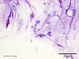 Image result for Bonamia