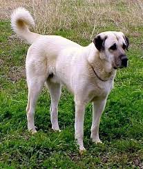 Anatolian Shepherddog Dog Breed Information Popular Pictures Dog Breeds Anatolian Shepherd Dog Kangal Dog