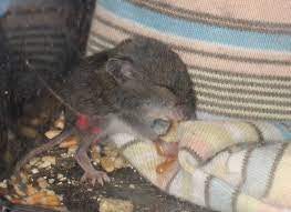 If you have seen mice during the day, it is most likely because they are hungry or need to feed their babies and didn't find any during the hours of sundown. Natural Selection Makes The Best Mice Tough Little Birds