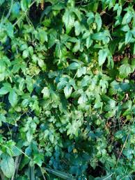 Image result for Ctenolepis cerasiformis