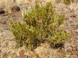 Image result for Pogonospermum subsessile