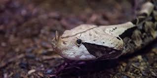 Looking for the best wallpapers? Gaboon Viper Smithsonian S National Zoo
