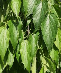 Image result for Celtis sinensis