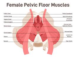 Image result for Pelvic Floor Dysfunction