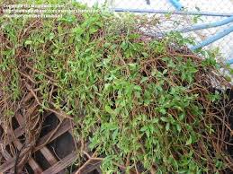 Image result for Dolichandra