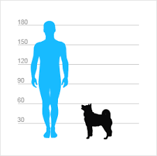 Image result for norský losí pes šedý