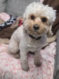 Found this Cutie in a Cinema in Rimini. Now he lives for a while in  Germany❤️