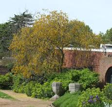 Image result for Sophora