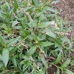 Image result for Persicaria strigosa