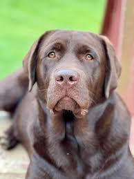 This is my 18 month old boy Raider and today he was seen by an orthopedic  surgeon and he was diagnosed with FCP Framented Coronoid Process, in other  words elbow displasia, in