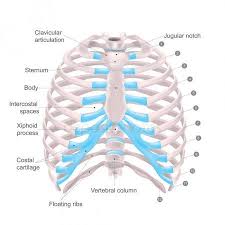 Wondering what the sternum is? Pin On Anatomy Body Parts