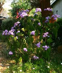 Image result for Bartlettina