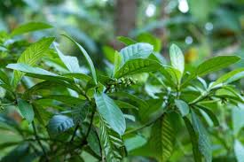 Image result for Psychotria auxopoda