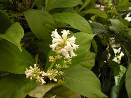 Image result for Gesneriaceae