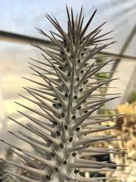 Instead, cacti have modified leaves known as spines. Spines Thorns And Prickles The Huntington