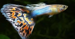 35 Different Types Of Guppies In The World With Beautiful Pictures Balik Akvaryum