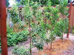 If the branches and leaves are close enough to touch neighbouring trees, the mold and mildew can spread between trees. Growing Apples In The City Fruit Trees Growing Fruit Trees Fruit Garden