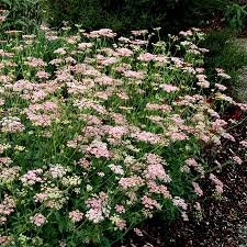 Image result for Pimpinella robynsii