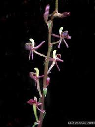 Image result for Liparis nervosa