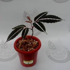 Image result for Leea