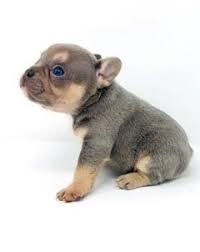 Black And Tan Merle Frenchie Akc Registered French Bulldog Puppies French Bulldog Puppies French Bulldog Breeders Bulldog