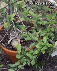 Image result for Fockea angustifolia