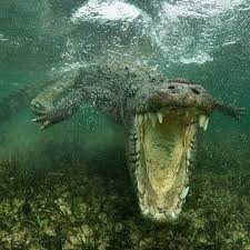 Bird Cleaning Crocodile Teeth Youtube Animals Crocodiles Dangerous Animals