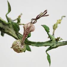 Image result for Ceropegia namuliensis