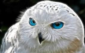 Maybe you would like to learn more about one of these? Glowing White Owl Wallpaper Uhd Cool Owls