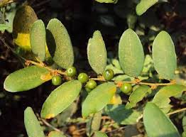 Image result for Bridelia atroviridis