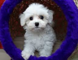 Beyaz Maltese Terrier Yavrulari Yeni Sahibini Bekliyor Petyasam